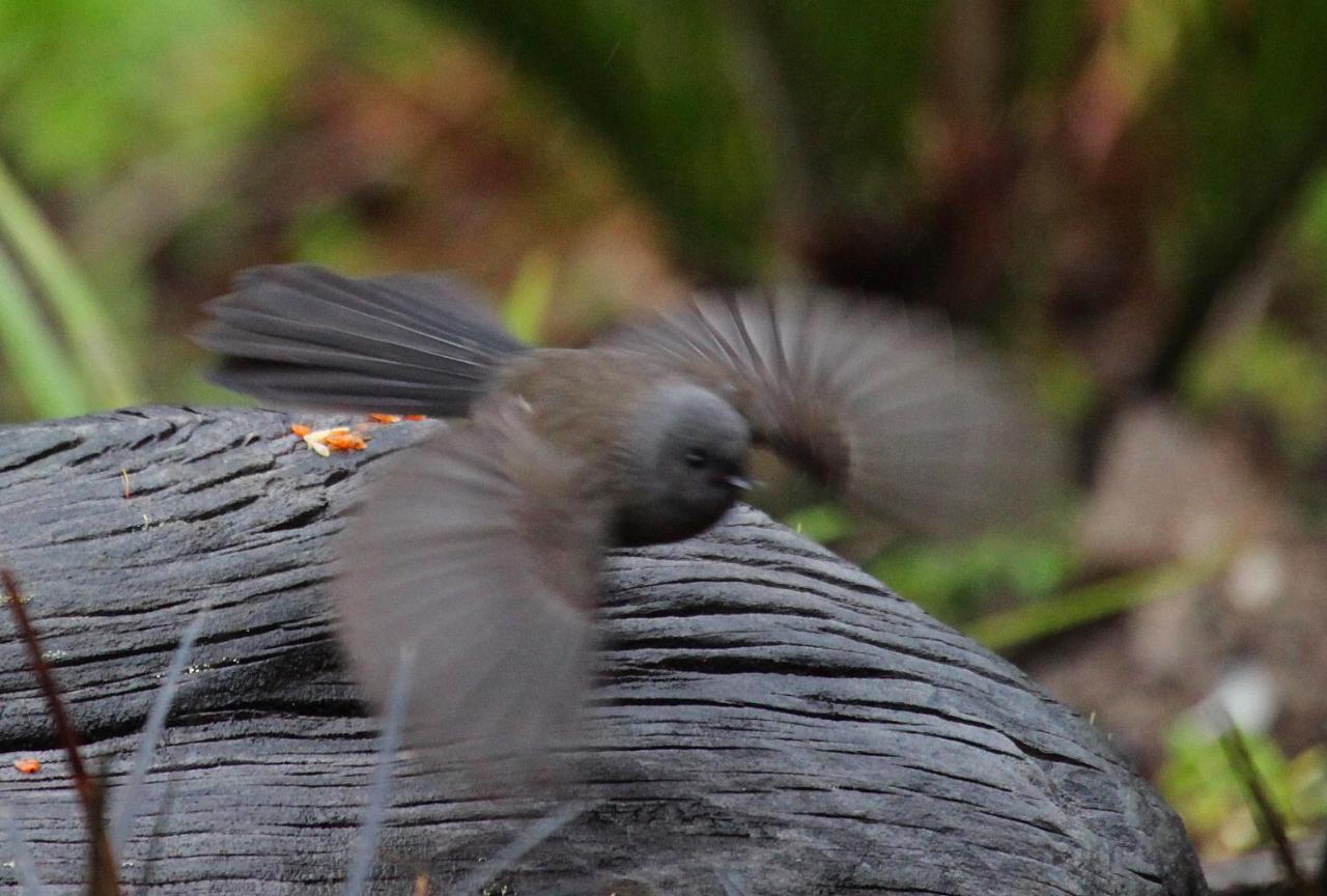 Birds Ferry Lodge Luxury B&B Westport Buitenkant foto